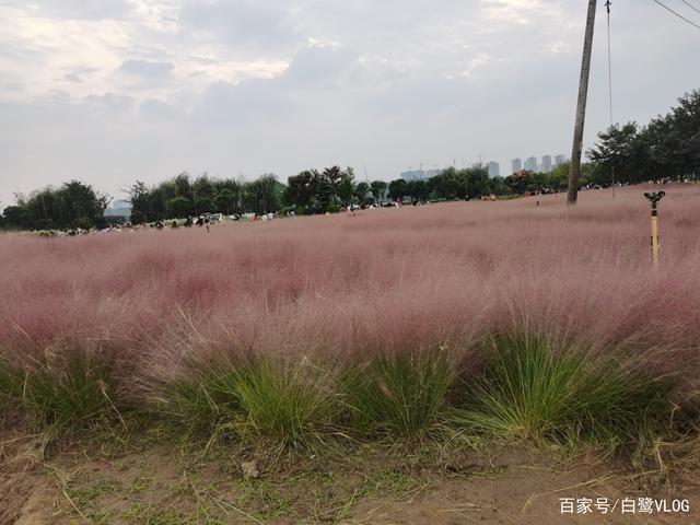 郑州龙湖粉黛园粉黛乱子草,游人如织,花海迷人!