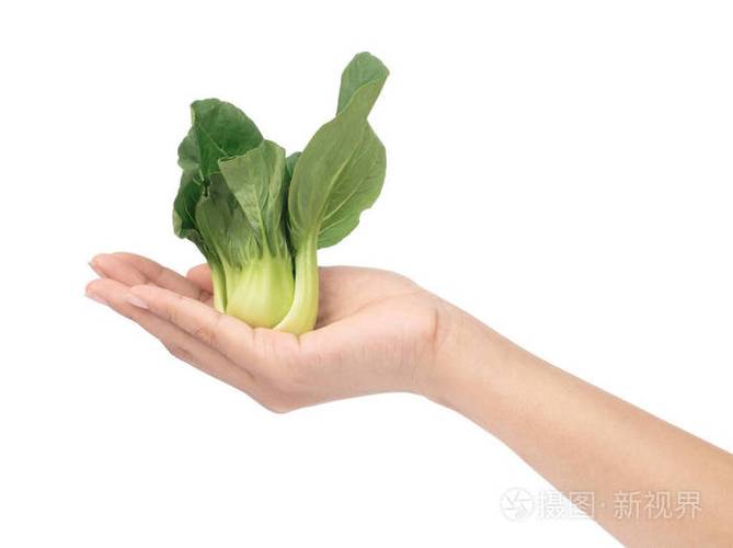 手拿白底鲜白菜照片-正版商用图片29my8a-摄图新视界