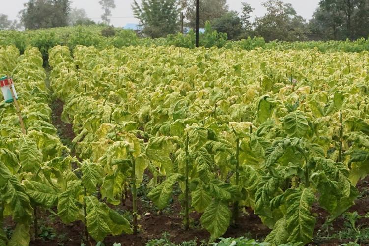 首页 政务公开 工作动态  在陕西中烟,调研组就着当前全国烤烟品种