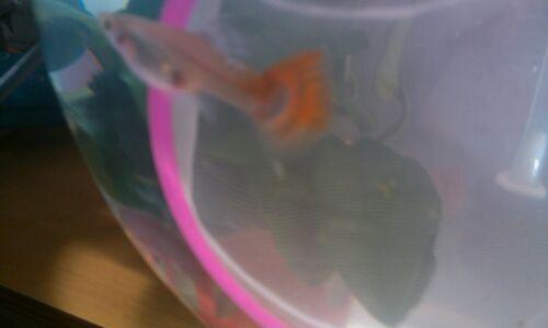 大家看看我们家的母孔雀鱼怀孕了吗