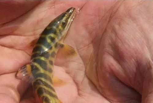 原创这种鱼不像泥鳅爱钻在泥土淤泥中,它更爱生活在清澈的山溪河流中