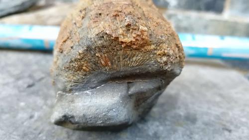 我在威宁城发现的化石