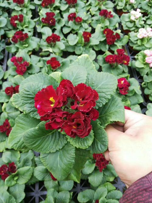 基地直销 小盆栽花卉观花植物室内 带花带苞 100#玫瑰报春花