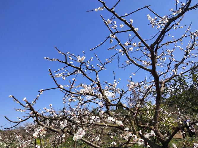 青白江杏花村2019年3月2日