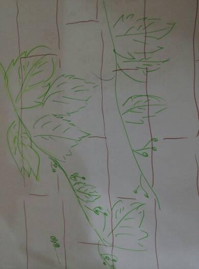 画一幅爬山虎的脚是怎样一脚一脚往上爬的图