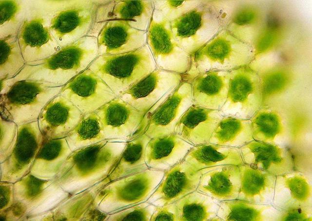 荷叶是如何做到滴水不沾的?显微镜放大1000倍,看画面