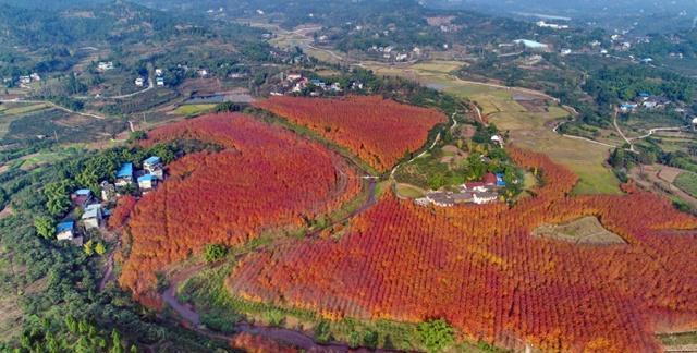 你有关于合川区古楼镇的故事吗?欢迎评论分享,文中数据仅供参考.
