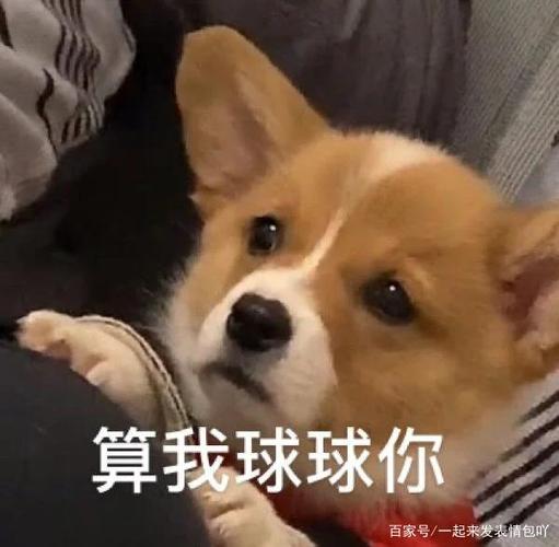 又萌又魔性的动物表情包即将来袭,你准备好接收了吗?