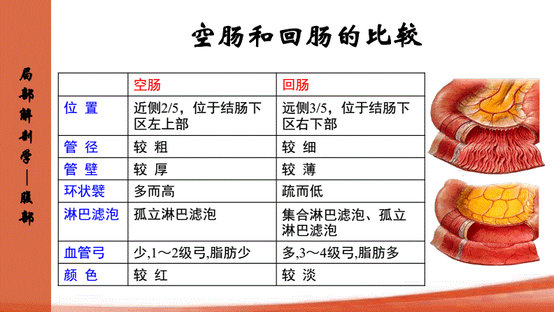 10 空肠和回肠人体解剖生理学.pdf 10页