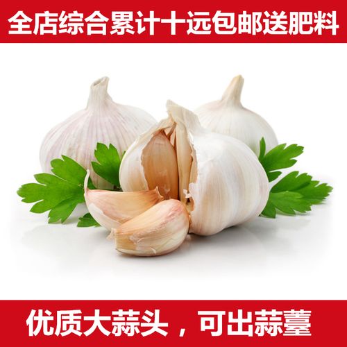 蒜苗种子紫蒜种子蒜瓣种子早熟蒜紫皮干蒜种大蒜头种子批量低价