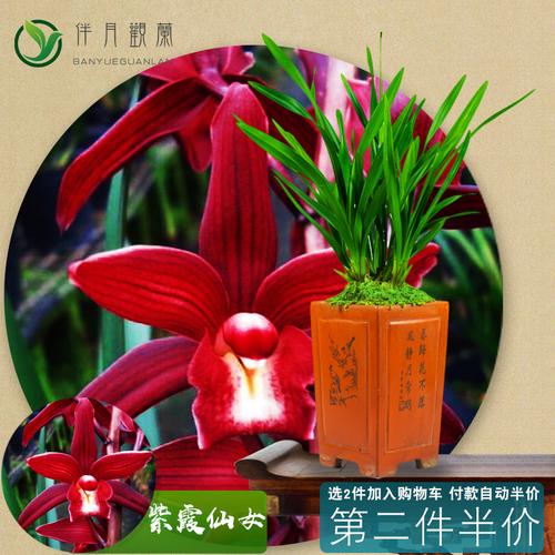 兰花紫霞仙女名贵带花苞国兰草盆栽兰花苗建兰品种大全高端系列