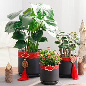 爱优尚龟背竹虎刺梅钱兜盆栽黑哑光圆柱陶瓷室内桌面盆景