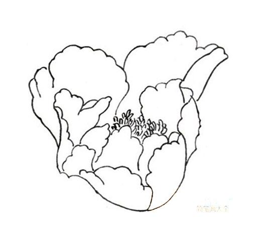 牡丹花简笔画怎么画(图解步骤)