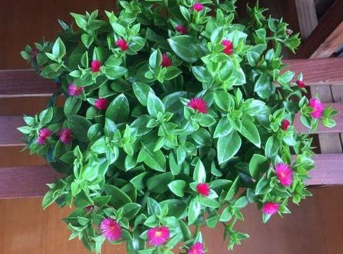 养牡丹吊兰,掌握3点,枝繁叶茂,花开爆盆