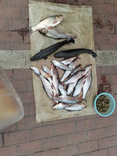 看到路边卖鱼的,黑鱼15一斤,价格是不是很便宜?