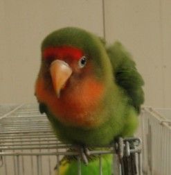 不同类型的牡丹鹦鹉可以随便配对吗