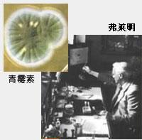 弗莱明因发现青霉素而获得1945年诺贝尔奖,青霉素的发现开辟了一条新