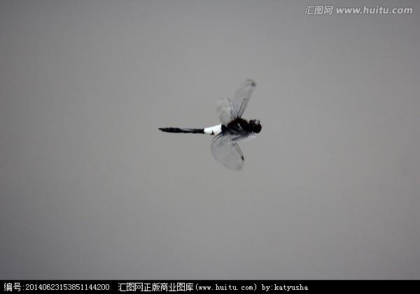 《黑白色的蜻蜓》搜索结果 > 蜻蜓夏天雨后黑白飞翔水面静止