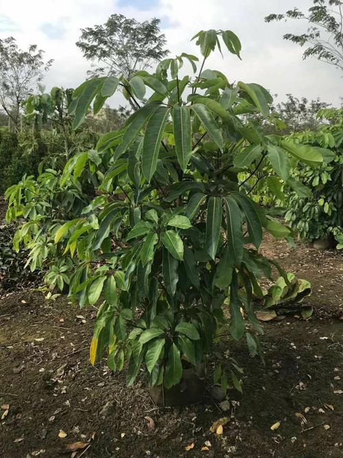 澳洲鸭脚木 多种规格灌纵阴生植物大叶伞广东基地批发