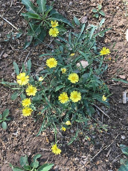 中华苦荬菜 (小苦荬?) 菊科苦荬菜属 1-10月