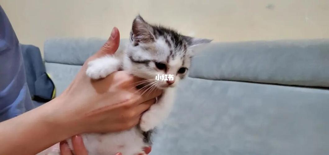 自己家养的大猫生的崽,最近要搬家了便宜卖,成都范围可以送上门