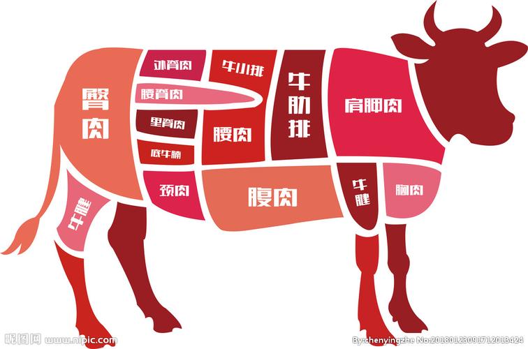 牛身上详细部位分解图图片