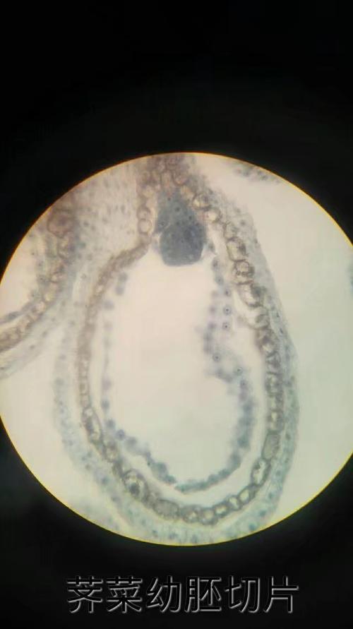 荠菜的胚是双子叶植物胚胎发育过程的经典研究材料.