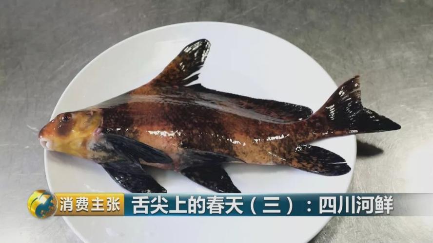 又到四川河鲜争鲜季,养殖雅鱼,养殖胭脂鱼,来这里体验