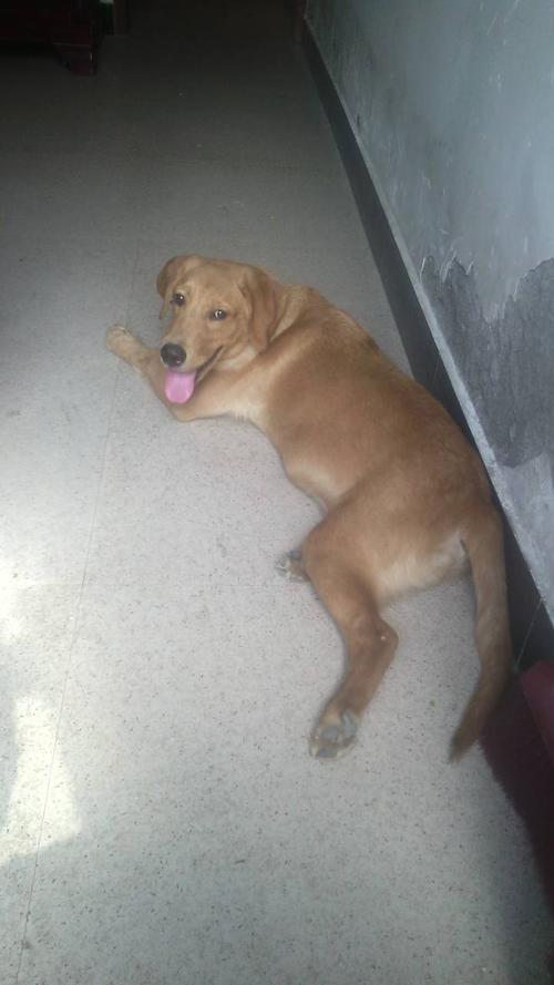 10:26 网友采纳 有金毛的特征,毛是长毛的话就是金毛了,短毛的话就是