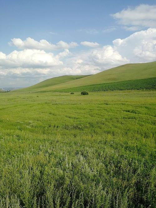 额仑草原的夏季