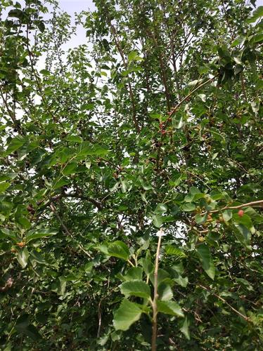 河北省承德市滦平县火斗山乡孙营村图片