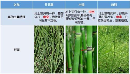 节节草(笔管草),木贼(笔筒草)和问荆(马草)的叶都已退化,地上部分是茎