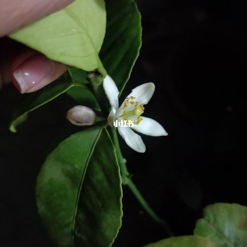 柠檬树 这都是雌花?_柠檬_家居家装_家居装饰