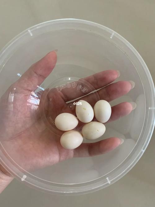 伤心了 第一窝蛋全部阵亡_鹦鹉_牡丹_手套_牡丹鹦鹉_宠物_宠物其他