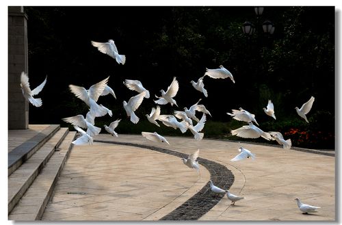 【鸽子摄影图片】生态摄影_太平洋电脑网摄影部落