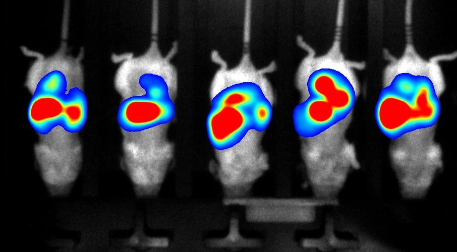 小动物活体成像