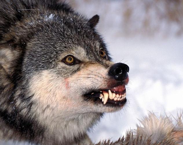 狼王报恩,带领狼群屠村,却只留下村长一家人