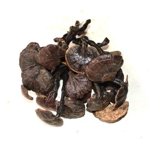 灵芝之家 云南野生竹芝 竹灵芝 长颈灵芝 产地批发 一手货源
