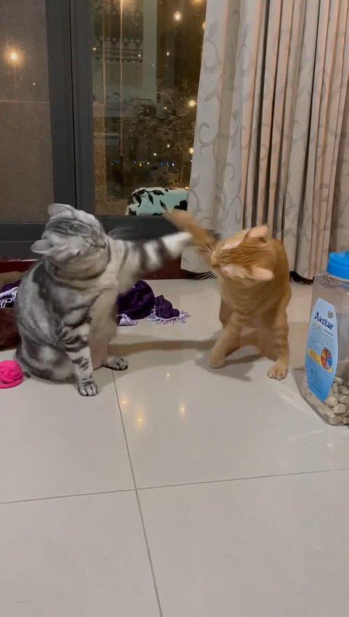 两只猫咪经常这样打架而且还都没打到