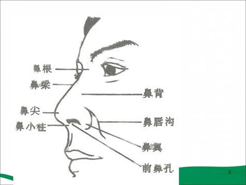 鼻子的结构与功能幻灯片.ppt