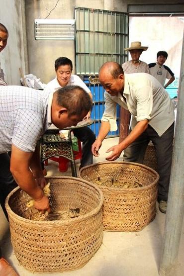 合作社负责人方孝兵向残疾人社员罗庆国发放鸭苗