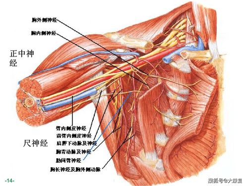 臂丛神经解剖图谱