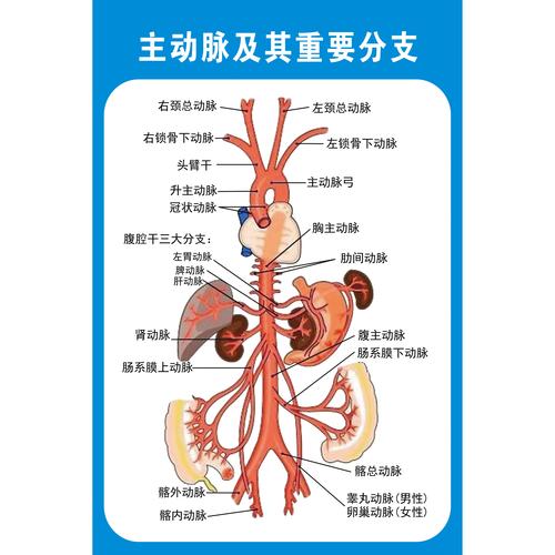 人休主动脉及其分支分布血液系统人体肌肉骨骼神经血管分布图