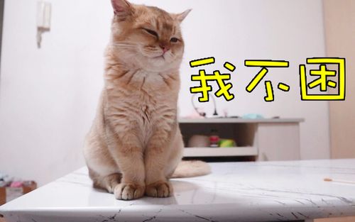 这是不是数学课上的你小胖猫偷偷打瞌睡东倒西歪摇摇欲坠