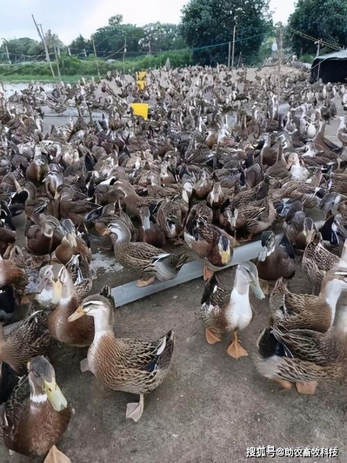 这家养鸭场采用发酵部分牧草降成本实用技术分享