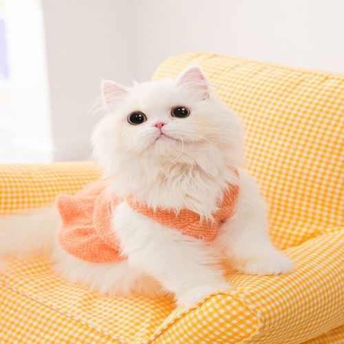 小猫咪吊带裙子秋季布偶猫衣服蓝猫幼猫淑女宠物无袖秋冬装女可爱