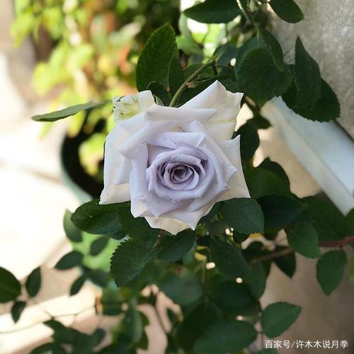 20个蓝色月季品种介绍,纯天然非染色.好看又好养,一次