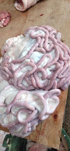 猪小肠 大量批发鲜小肠