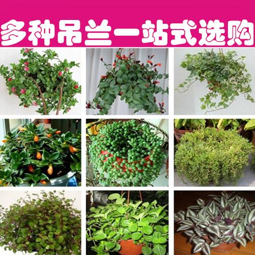 竹节牡丹金鱼 吊兰吊篮盆栽植物花卉净化空气吸甲醛绿植见土就活