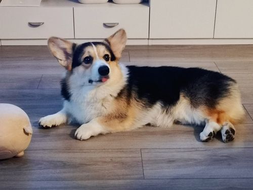 讨论决定啦决定接那个三色的小柯基啦